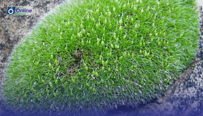 Lesson 06: Advantages/Uses of Bryophytes